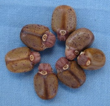 Seeds-300x288