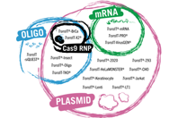 Choosing The Most Effective Transfection Reagent For Your Needs Mirus Bio - whats in a product name