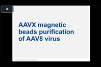 aavx magnetic beads purification