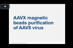 aavx magnetic beads purification