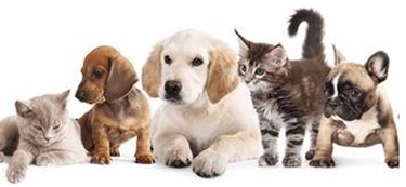 Pathogen Testing in Pet Food Pathogen Testing in Pet Food