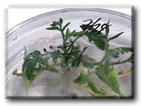 GM Foods—Bringing Rationality to the Debate GM Foods—Bringing Rationality to the Debate