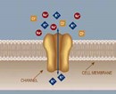 ICAgen Raises $19 Million for Ion Channel Development ICAgen Raises $19 Million for Ion Channel Development