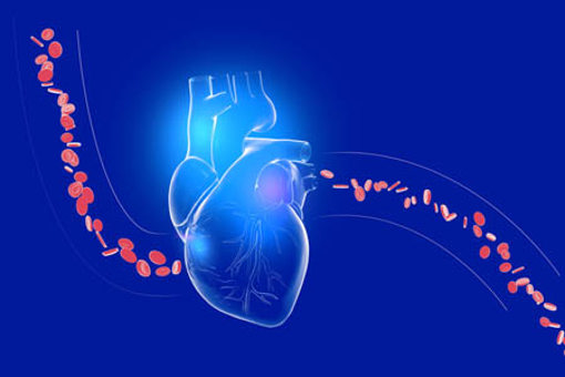 artery, vein, circulation of red blood cells-GettyImages-2178017841