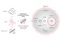 What Is Transfection? Mirus Bio - Transfection