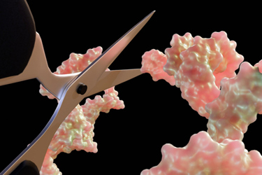 molecular scissors, manipulation of molecular biology, RNA molecule-GettyImages-2213997299 molecular scissors, manipulation of molecular biology, RNA molecule-GettyImages-2213997299