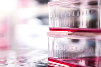 Optimizing Stem Cell Culture Conditions GettyImages-471427556 cell culture