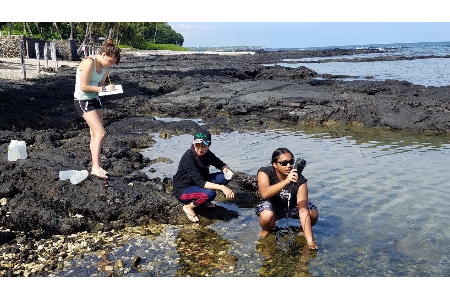 UH Hilo scientists document how rainfall brings harmful bacteria