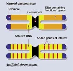 Artificial Chromosome Passed On