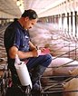 Heartland Pork Implements Renaissance CS to Link Genetics, Production and Construction 