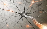 Planning The Way Forward In Neurodegenerative Disease Studies nervous system