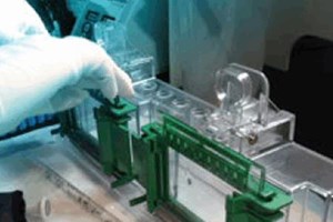 Stain Free Gels Confirm Protein Purity