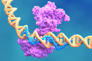 GettyImages-2150486918-gene-editing-CRISPR GettyImages-2150486918-gene-editing-CRISPR
