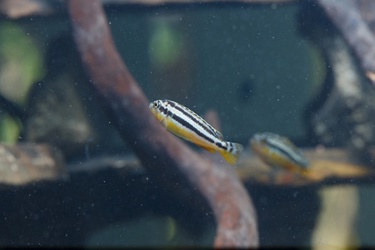 Zebrafish