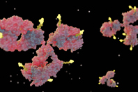 Antibody-Drug Conjugate (ADC) – From Bioassay Development To Linker-Payload Constructs GettyImages-2152418334 3D Rendering Of ADCs