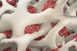 GettyImages-1488349508-bone-marrow-3d-rendering