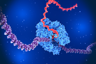 GettyImages-1409734937 RNA polymerase