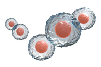 GettyImages-1277228991 stem cells