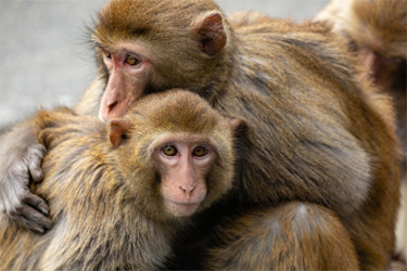 GettyImages-1043194416 Rhesus Macaques