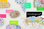 Overview Of Recombinant Protein Expression Systems_Future Fields
