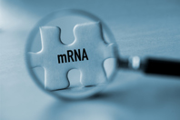 GettyImages-1354923731-mRNA-discovery