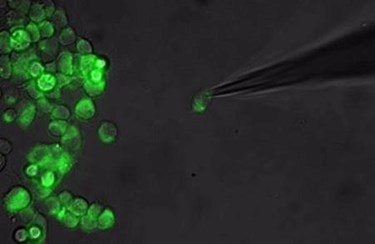 LZH Initiates An Innovations Network On Optogenetics LZH Initiates An Innovations Network On Optogenetics