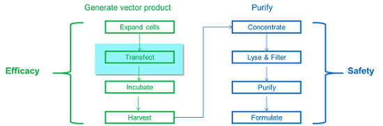 Developing Control Strategies For Gene Therapy Products — What Role ...