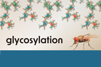 Manufacturing Glycosylated_Future Fields