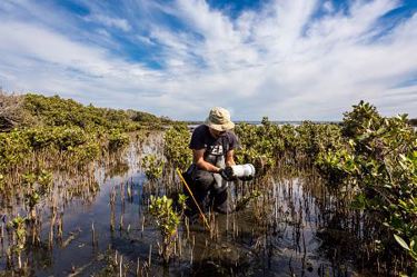 What Is A Wetland An Ecologist Explains