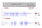 Primrose Bio - Aspariaginaus case study