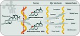 Forbes Medi-Tech strengthens position in plant sterols