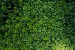 GettyImages-1502686868 forest aerial view