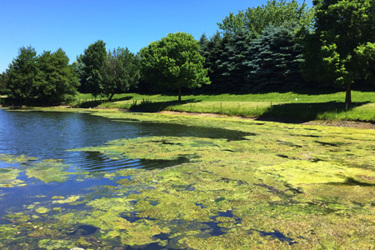 Algae-bloom-small-pond-GettyImages-1025749714