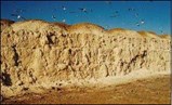 Soil-Equivalent Foam as ADC on Balefills Soil-Equivalent Foam as ADC on Balefills