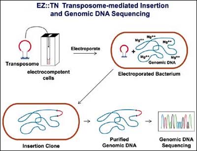 Tn dna hotsell