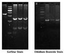 GelStar nucleic acid gel stain  