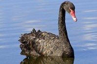 Black Swans In Pharmaceutical Outsourcing
