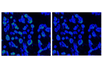 Improved Fluorescence Detection Performance avant_brightline_bucket image