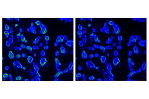 avant_brightline_bucket image