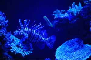 Delivering Water Biosecurity At Palma Aquarium Spain GettyImages-1834887136 aquarium