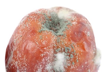 Food Temperature-Monitoring Technologies 