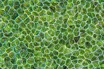 How Lumen Is Putting The "Farm" In Biopharma Water Algae Cells-GettyImages-1328660998