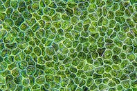 Water Algae Cells-GettyImages-1328660998