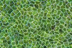 Water Algae Cells-GettyImages-1328660998