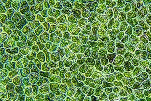 Water Algae Cells-GettyImages-1328660998