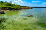 Green Algae-GettyImages-1929939980
