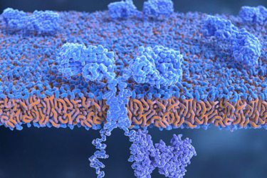 Chimeric Antigen Receptor on a T CellGettyImages-951540058 Chimeric Antigen Receptor on a T CellGettyImages-951540058