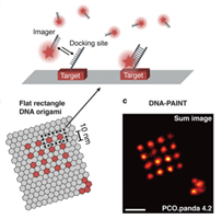DNA-PAINT: A Super-Resolution Microscopy Technique DNA-PAINT: A Super-Resolution Microscopy Technique