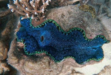 giantclam