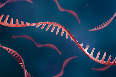 RNA, ribonucleic acid-GettyImages-2195556279